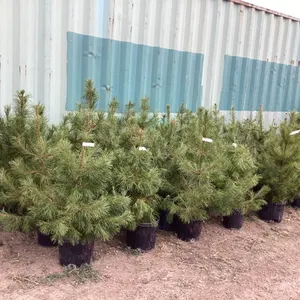 (5) POTTED PINE TREES - BIDDING ON (1) TREE. 5X THE MONEY