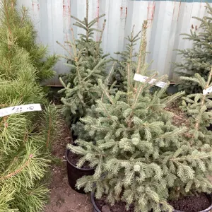 (5) POTTED SPRUCE TREES….BIDDING ON (1) TREE 5X THE MONEY
