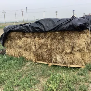 (18) SMALL SQUARE GRASS BALES