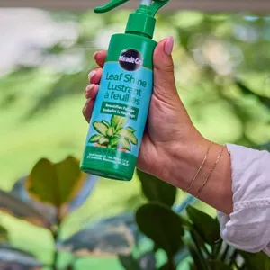 Miracle-Gro Leaf Shine, 8 fl oz Spray Bottles, Case of 9