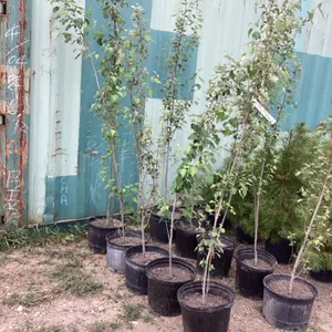 (5) POTTED TOWERING POPLAR TREES-  BIDDING ON (1) TREE 5X THE MONEY
