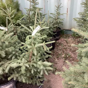 (5) POTTED SPRUCE TREES….BIDDING ON (1) TREE 5X THE MONEY