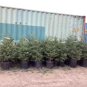 (5) POTTED SPRUCE TREES…BIDDING ON (1) TREE 5X THE MONEY