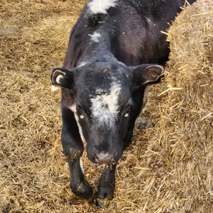 OFFSITE - Steer approx 350 lbs