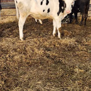 OFFSITE - Holstein Hefier approx 400 lbs