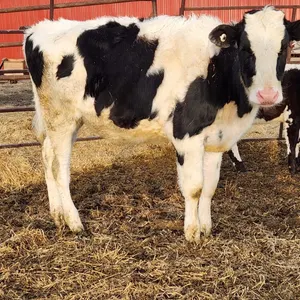 OFFSITE - Holstein Hefier approx 400 lbs