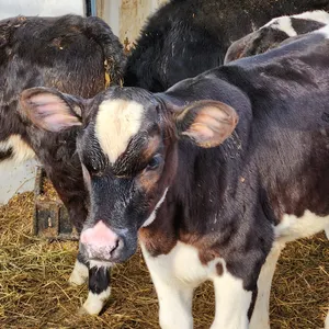 OFFSITE - 2 Holstein Hefier approx 300 lbs each