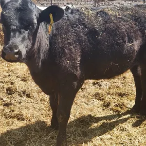 OFFSITE - Angus Cross Hiefer approx 450 lbs