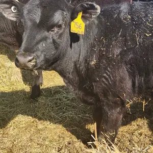 OFFSITE - Angus Cross Hiefer approx 450 lbs
