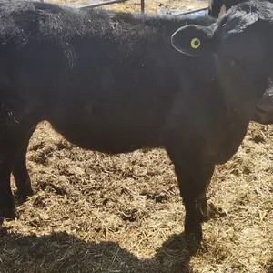 OFFSITE - 2 Angus Cross Hiefer approx 375 lbs each