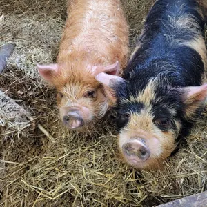OFFSITE - 2 kunekune oversized male weanlings