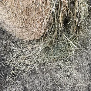 29 - 1ST CUT ALFALFA RD BALES - SOLD PER BALE - SOLD OFFSITE NW BENTLEY