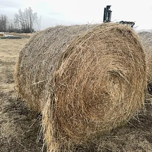 1 - 1ST CUT ALFALFA GRASS MIX RD BALE - SAMPLE BALE FOR LOTS 11Y, 12Y &13Y
