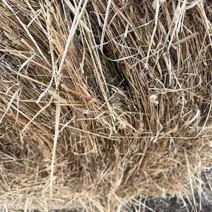 30 - 1ST CUT ALFALFA GRASS MIX RD BALES - SOLD PER BALE - SOLD OFFSITE NW BENTLEY