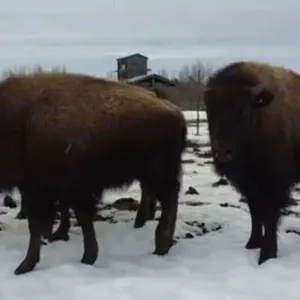 APRIL VIDEO BISON SALE