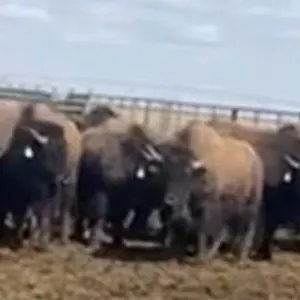 EL TRISON 46 BULL CALVES BASE WT: 670 ALBERTA