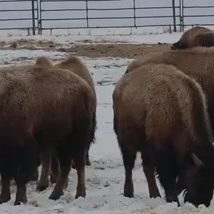 OLD MAN 48 MXD CALVES BASE WT: 450 SASKATCHEWAN