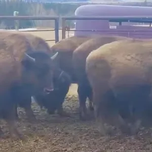 LITTLE RED 11 BULL CALVES BASE WT: 470 ALBERTA