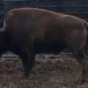 BUCK LAKE 1 (2024) BREEDING BULL ALBERTA