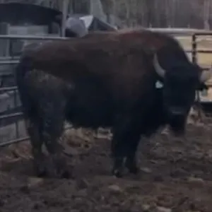 BUCK LAKE 1 (2024) BREEDING BULL ALBERTA