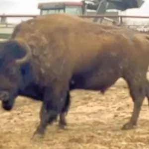 DOWNEY 1 HUNT BULL BASE WT: 2200 ALBERTA