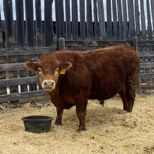20 MONTH OLD LIMO BULL - SOLD OFFSITE RIMBEY