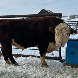 4 YR OLD HEREFORD BULL - SOLD OFFSITE INNISFREE