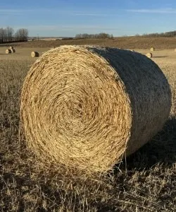 17 - 2025 STAMPEDER TRITICALE GREEDFEED RD BALES - SOLD PER BALE - SOLD OFFSITE BETWEEN ECKVILLE & RIMBEY