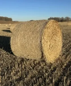 17 - 2025 STAMPEDER TRITICALE GREENFEED RD BALES - SOLD PER BALE - SOLD OFFSITE BETWEEN ECKVILLE & RIMBEY