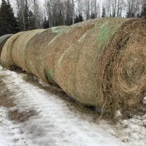 2025 Round 2nd Cut Alfalfa Hay Bales /EACH