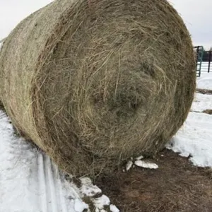 2025 Round 1st Cut Fescue/Timothy Hay Bales /EACH