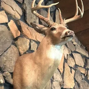 Shoulder Mount Whitetail Deer