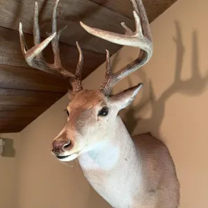 Whitetail Shoulder Mount,  15 Point
- 14.5