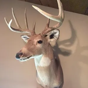 Whitetail Shoulder Mount, 9 Point