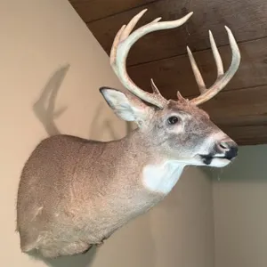 Shoulder Mount Whitetail, 9 Point