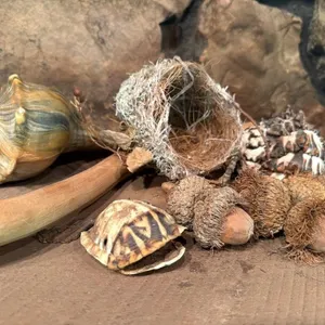 Nest, Turtle Shell, Seashells, Wood Piece, and