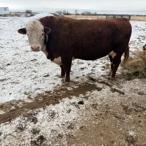 4 YR OLD POLLED GELBVIEH HEREFORD CROSS  BULL - SOLD OFFSITE NISKU
