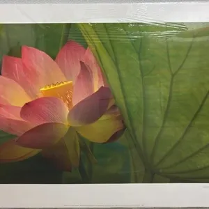 Lotus Poster by Robin Constance Hanson. 24” x