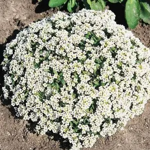 Â Alyssum Carpet of Snow Flower Seed Packets â€“ 5 Packs of Mr. Fothergillâ[x=#836