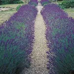 Â Lavender Hidcote Dwarf Strain Seed Packs â€“ 5 Packs of Mr. Fothergillâ[x=#8364/