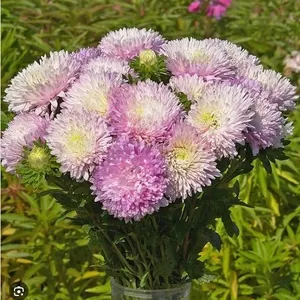 Â Aster King Size Appleblossom Flower Seeds â€“ 5 Packs of Mr. Fothergillâ[x=#8364