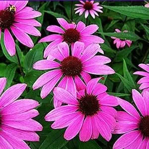 EchinaceaÂ Purple Coneflower Seeds â€“ 5 Packs of Mr. Fothergillâ€[x=#848