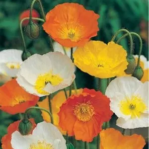 Flower Seed Packs for California PoppyÂ  â€“ 5 Packs of Mr. Fothergillâ€[