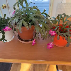 Three Cactus Plants +1