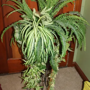 Plant Arrangement