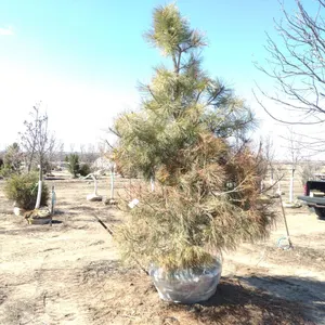 PINE, PONDEROSA 10'