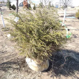 HEMLOCK, CANADIAN 4'