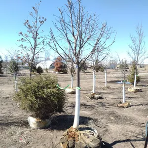 LINDEN, REDMOND 3"