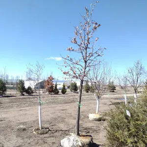 OAK, SWAMP WHITE 3.5"