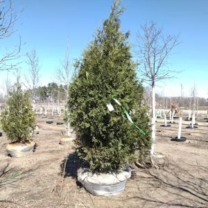 ARBORVITAE, TECHNY 8'